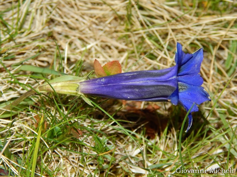 Gentiana acaulis